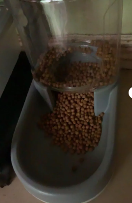 Automatic Pet Food Dispenser - Pawsitive Care
