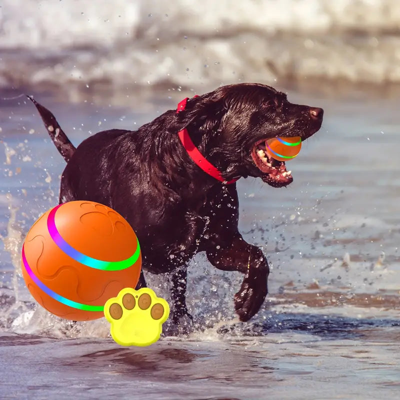 Active Rolling Ball for Pets - Pawsitive Play