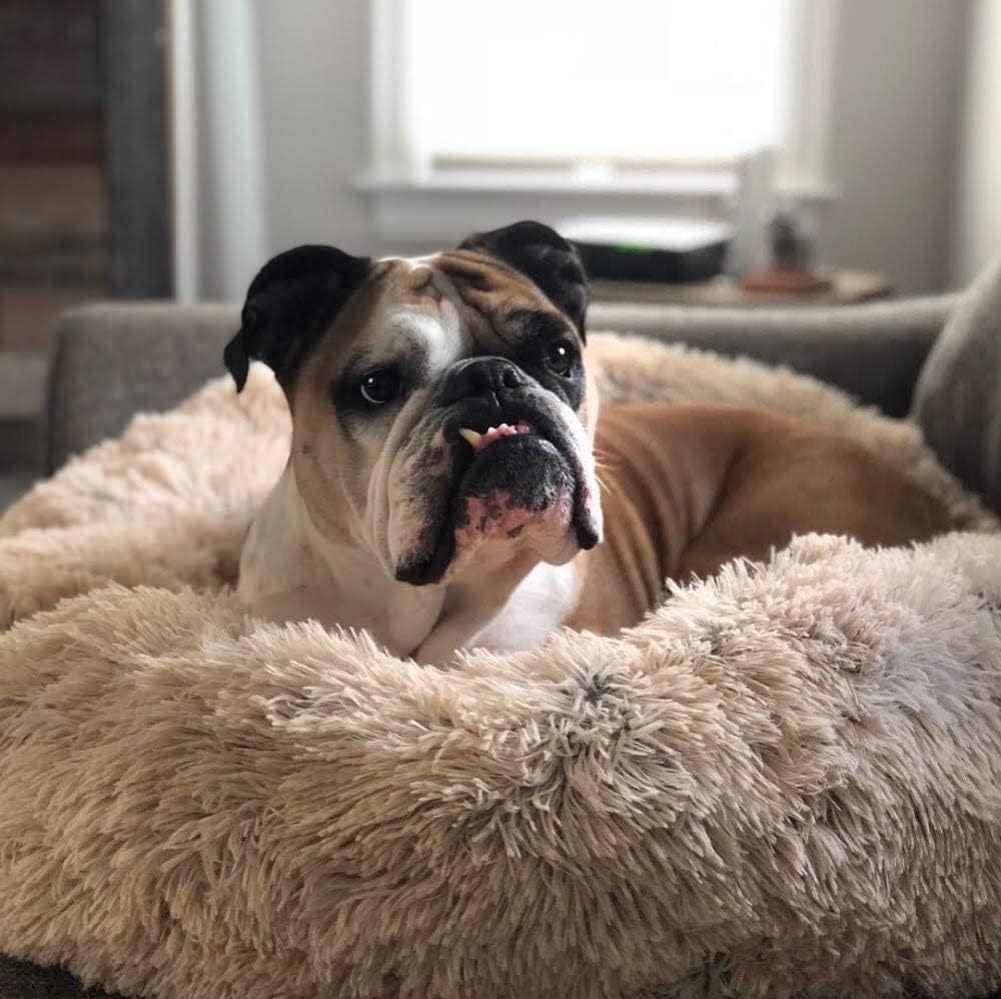 Orthopedic Donut Dog Bed - LuxePaws