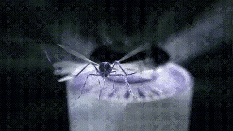 UV Light Insect Trap - PureGuard