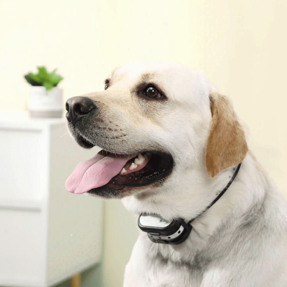 Wireless Dog Safety System - Pawsitive Guardian