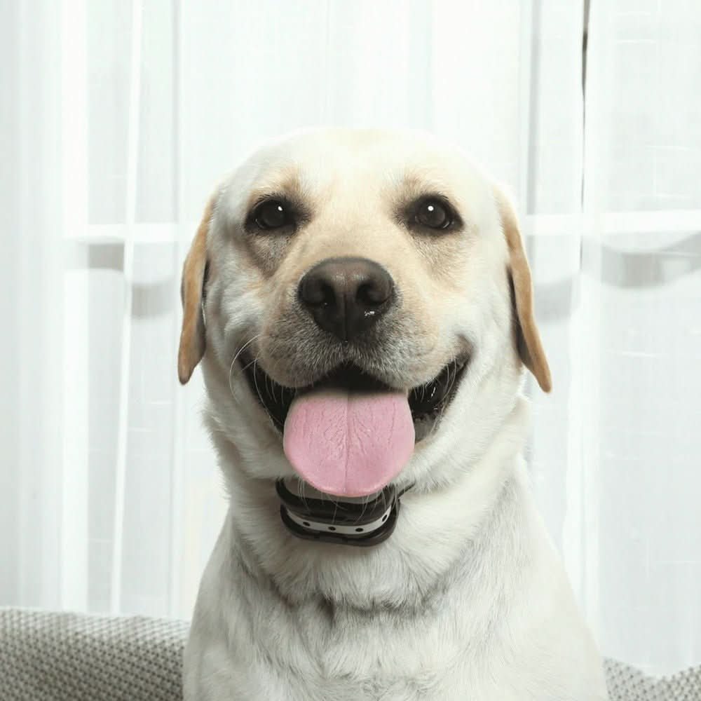 Wireless Dog Safety System - Pawsitive Guardian