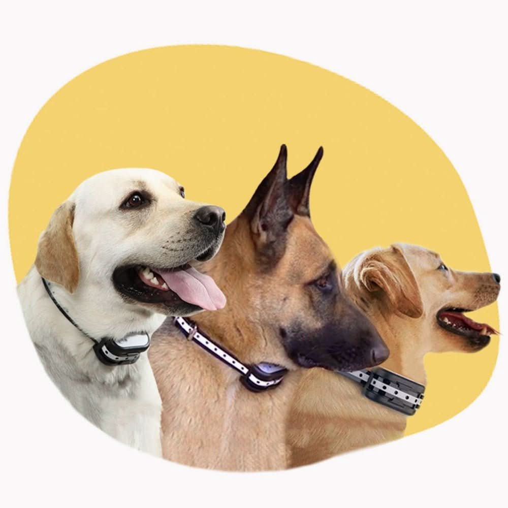 Wireless Dog Safety System - Pawsitive Guardian