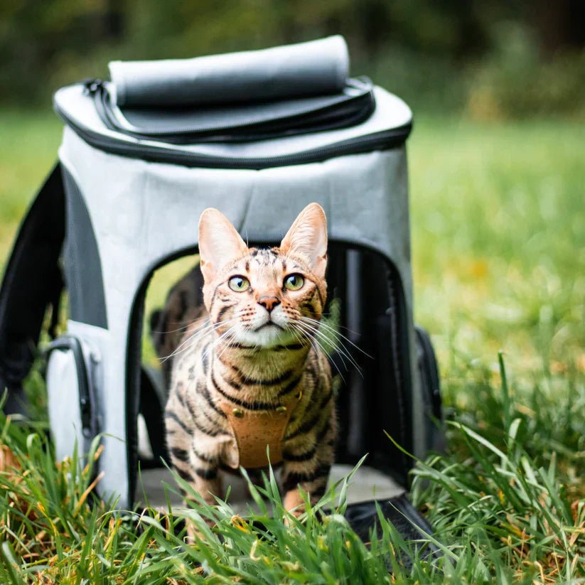 Cat Backpack with Viewing Window - Purrfect Travel Gear