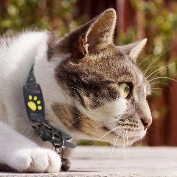 Cat Tracking Device - PurrSafe Guardian