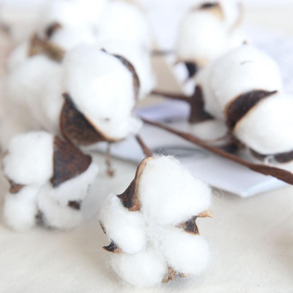 Cotton Branches - Purely Natural Decor