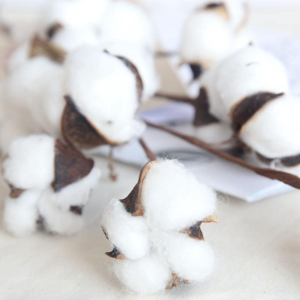 Cotton Branches - Purely Natural Decor
