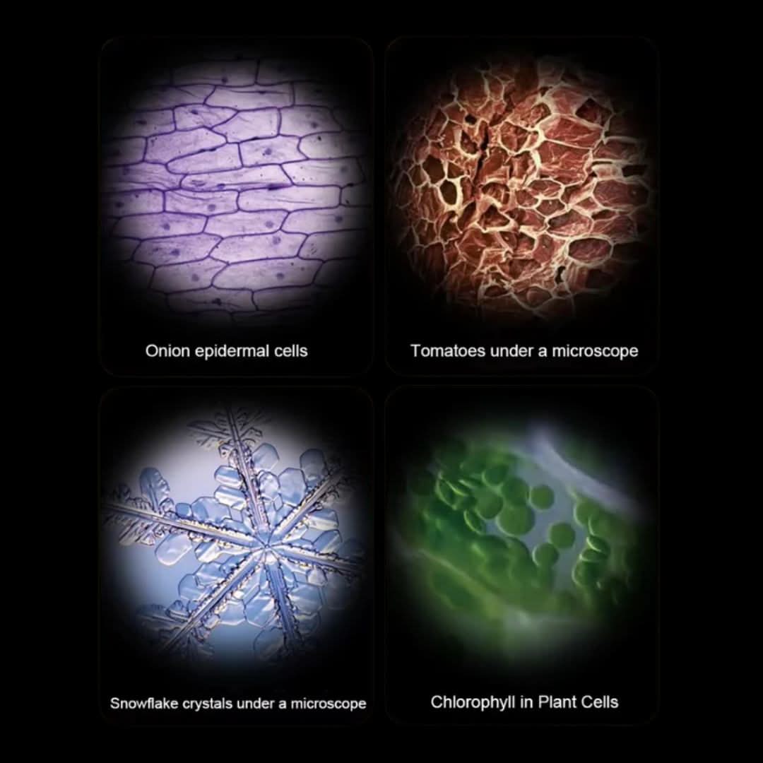 Curiosity Microscope - NatureQuest Explorers