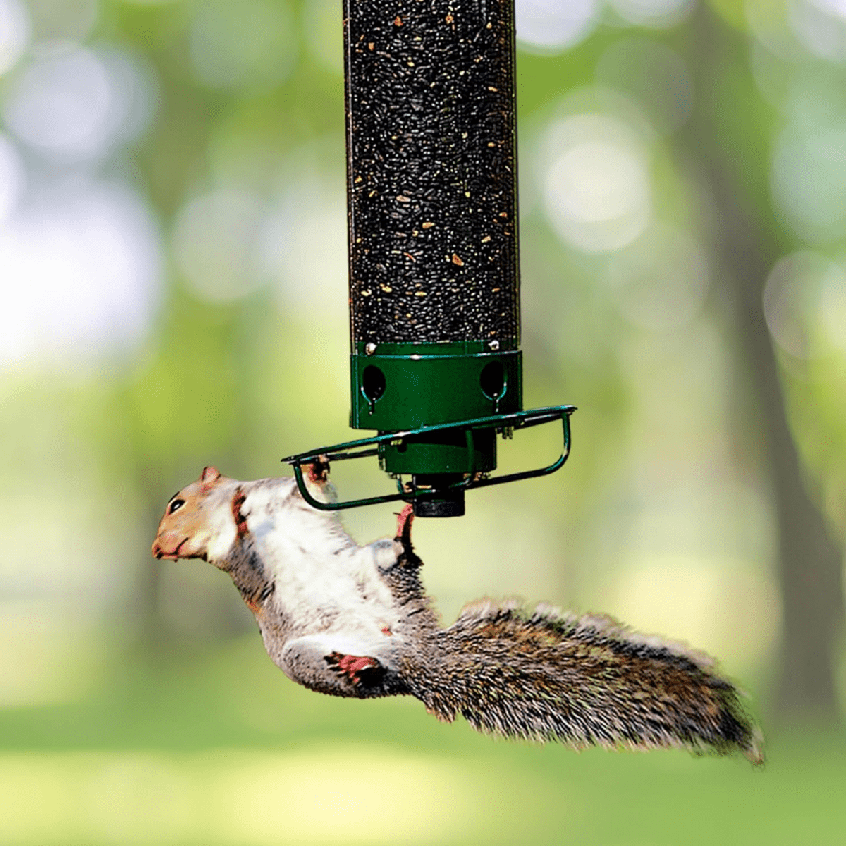 Squirrel-Proof Birdhouse - NatureNest