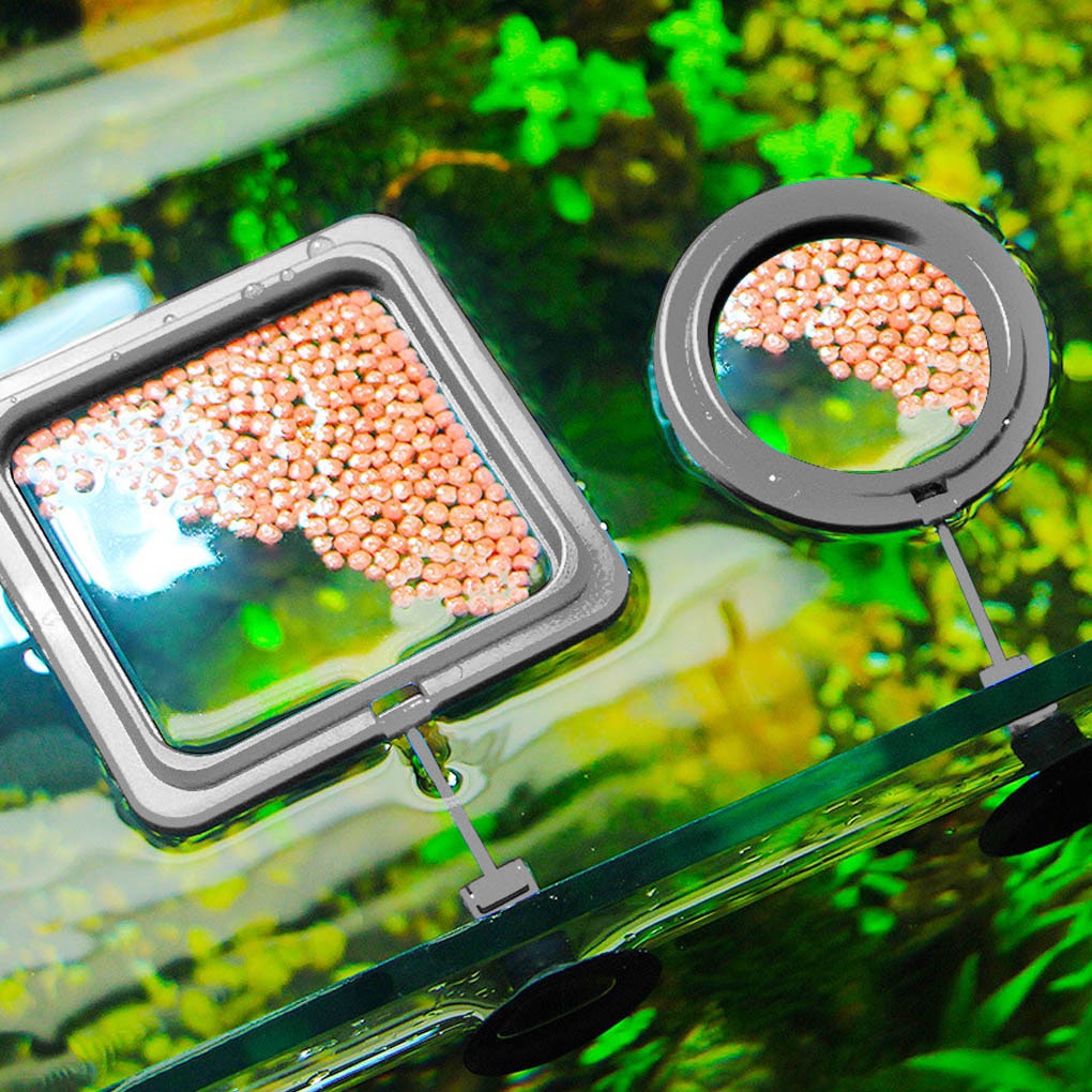 Feeding Ring for Aquariums - AquaLux Essentials