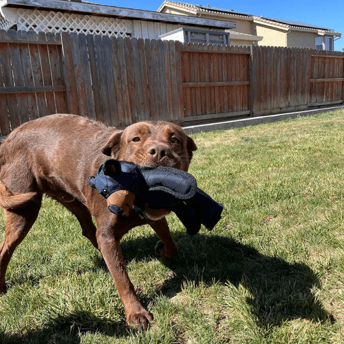 Squeaky Interactive Dog Toy - Pawsitive Play