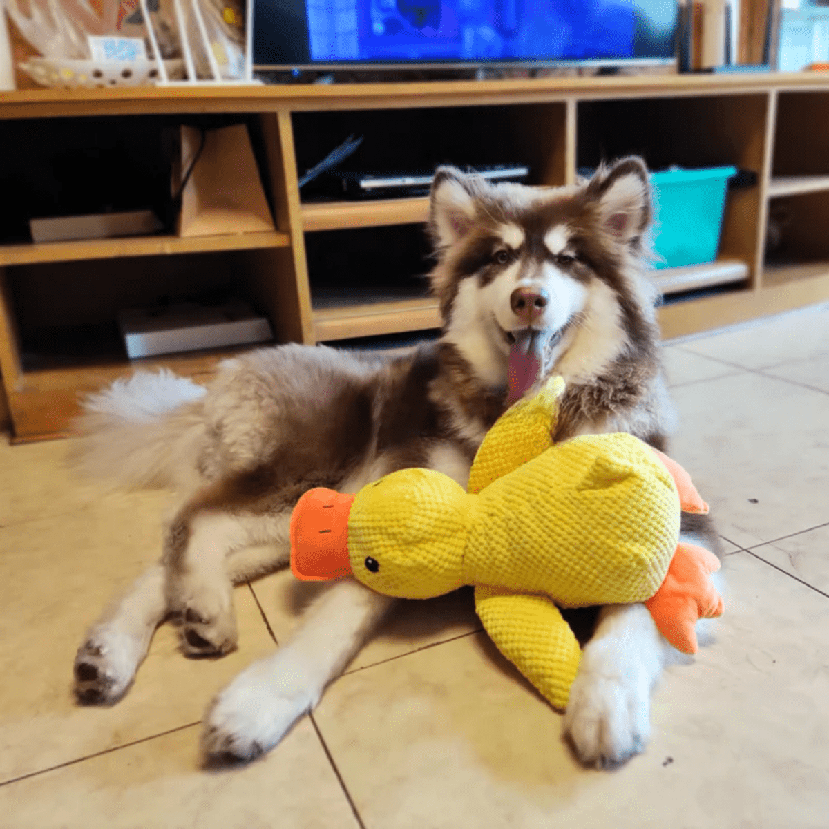 Squeaky Plush Dog Toy - CuddlePaws