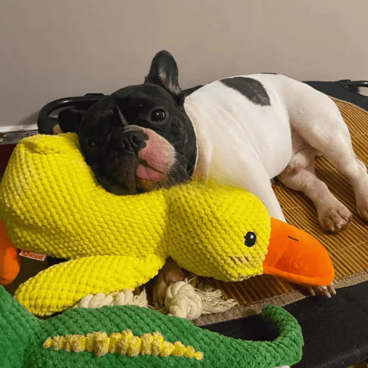 Squeaky Plush Dog Toy - CuddlePaws