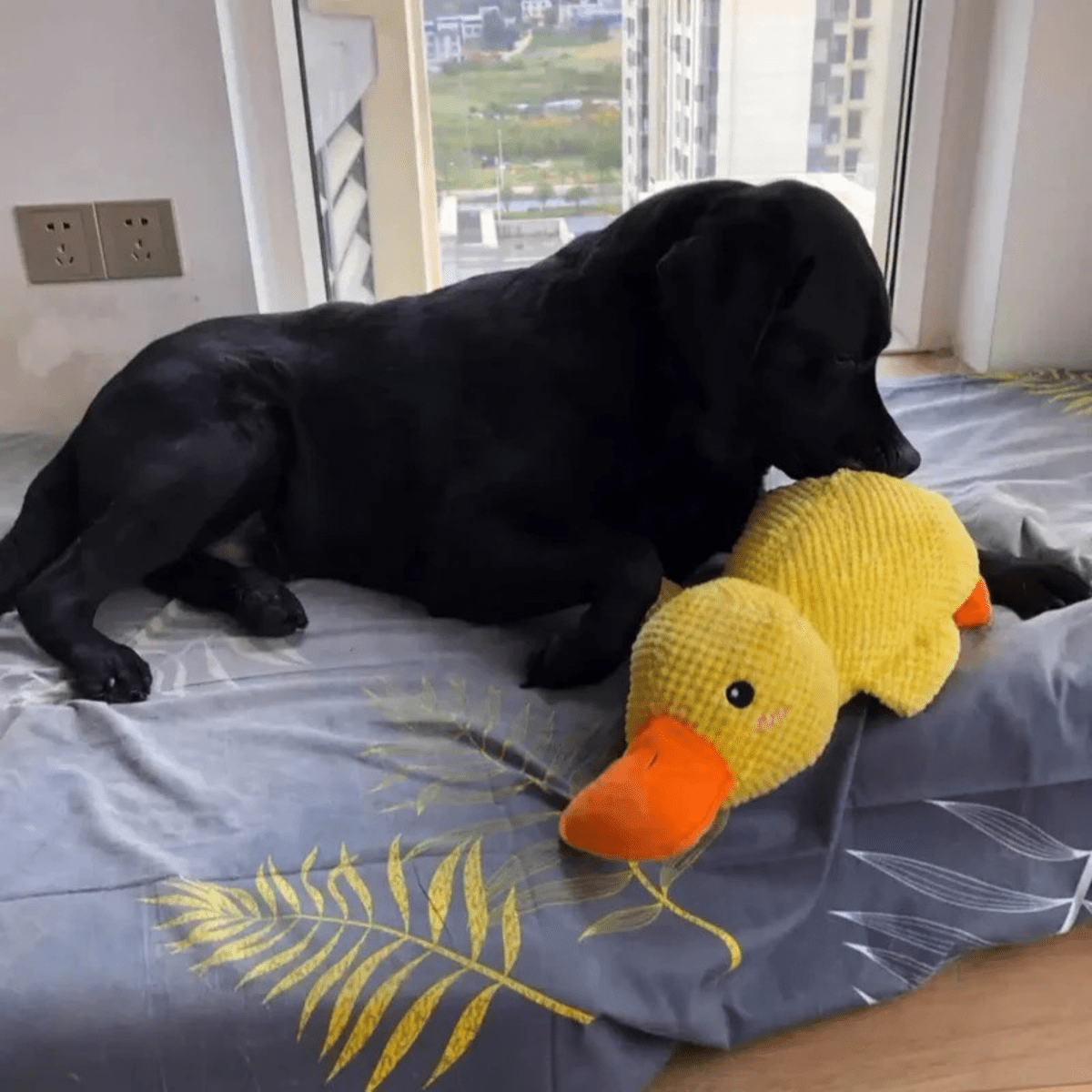 Squeaky Plush Dog Toy - CuddlePaws