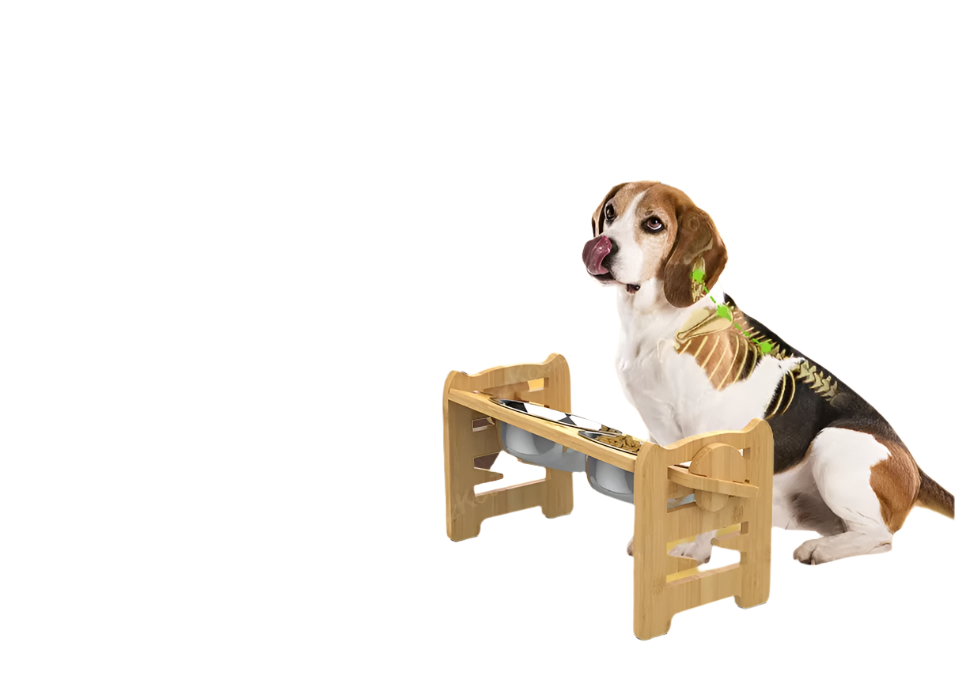 Elevated Pet Feeding Station - Pawsitive Comfort