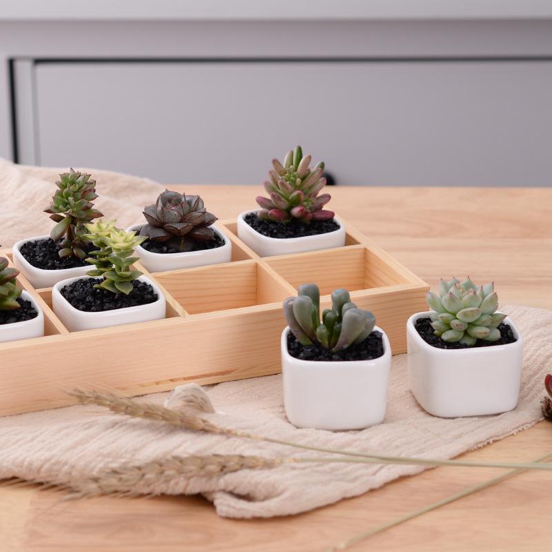 Mini Planter Tray Set - Verdant Home Essentials