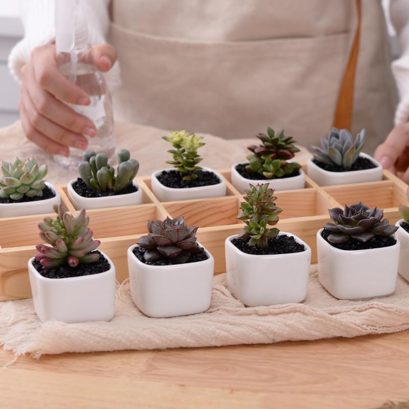 Mini Planter Tray Set - Verdant Home Essentials