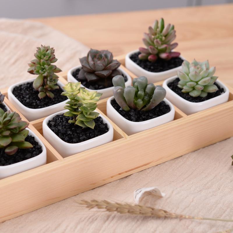 Mini Planter Tray Set - Verdant Home Essentials