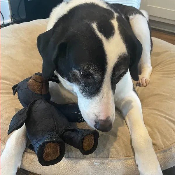 Durable Dog Chew Toy - Pawsitive Play