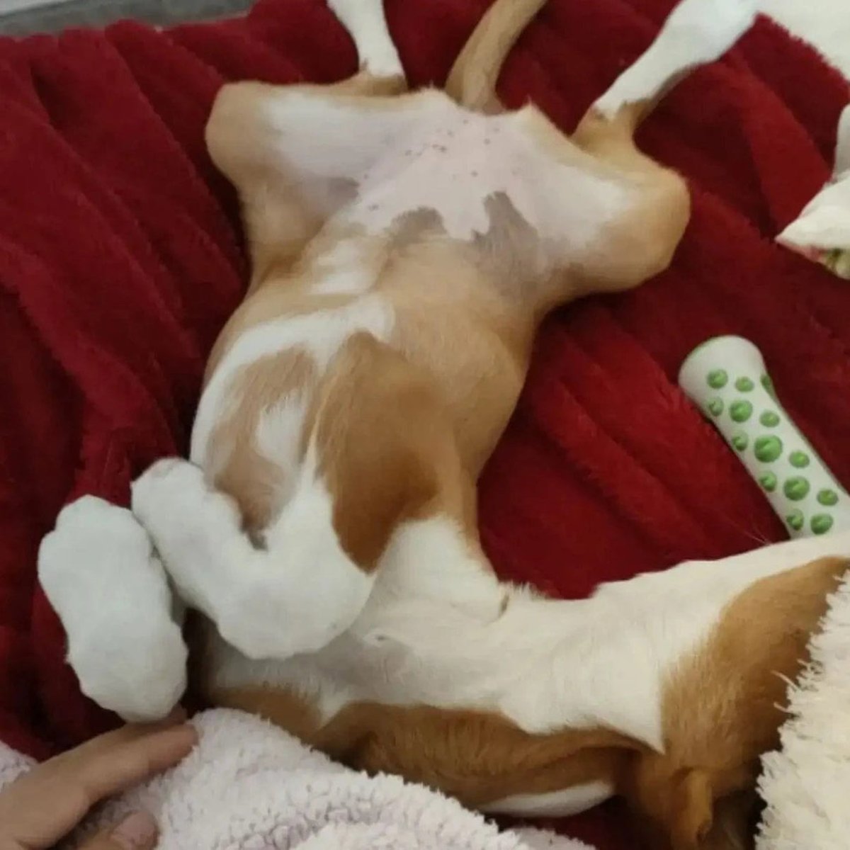 CalmPaws Herbal Sleep Toy - SNOOZEPUP for Deep Dog Relaxation