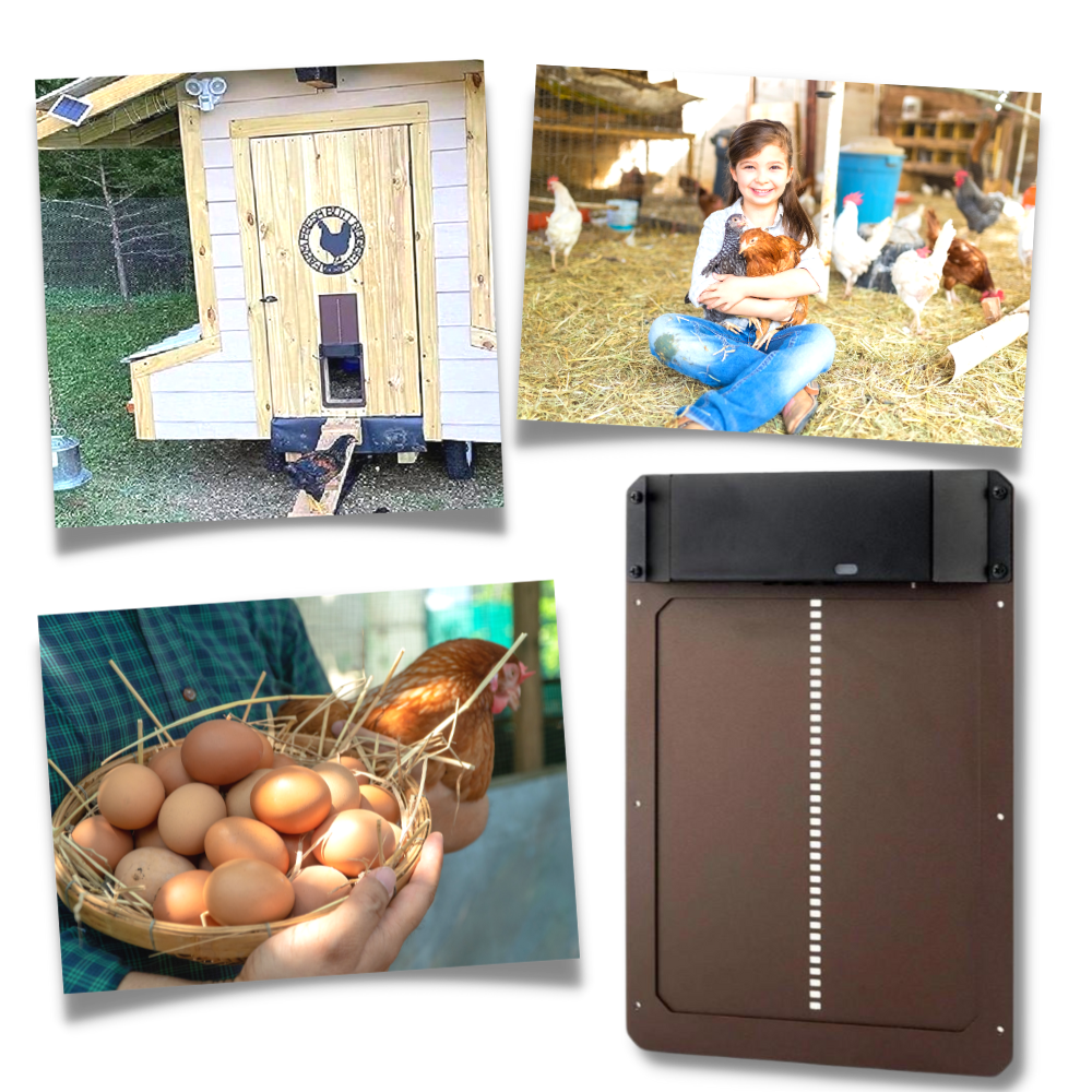 Automatic Chicken Coop Door - CoopGuard