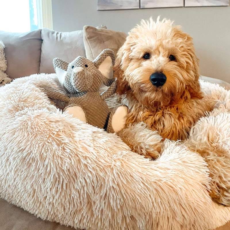 Orthopedic Donut Dog Bed - LuxePaws
