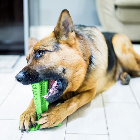 Pet Toothbrush - PurePaws Essentials with Soft Bristles