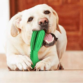 Pet Toothbrush - PurePaws Essentials with Soft Bristles