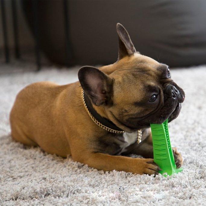 Pet Toothbrush - PurePaws Essentials with Soft Bristles