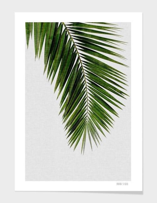 Palm Leaf I Frame - LuxeHome Decor