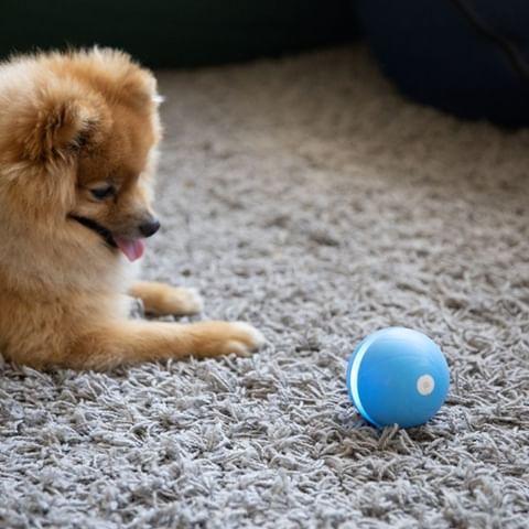Pet Motion Ball - Pawsitive Play