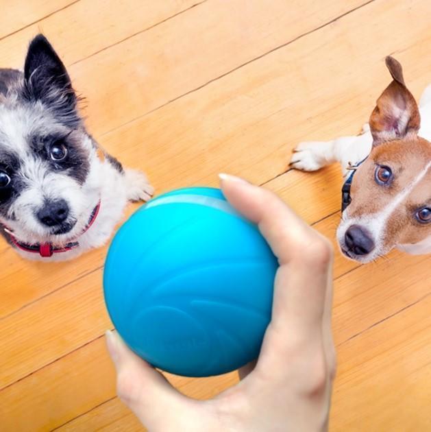 Pet Motion Ball - Pawsitive Play