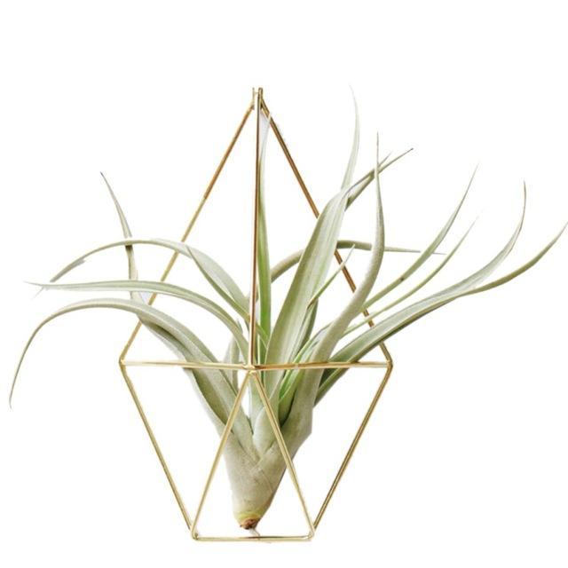 Geometric Gold Air Plant Holder - Luxe Botanica